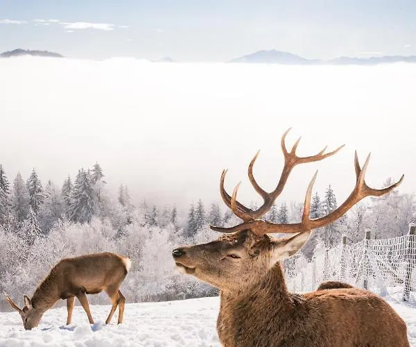 Gipfelhaus Magdalensberg Hotel Sankt Veit an der Glan